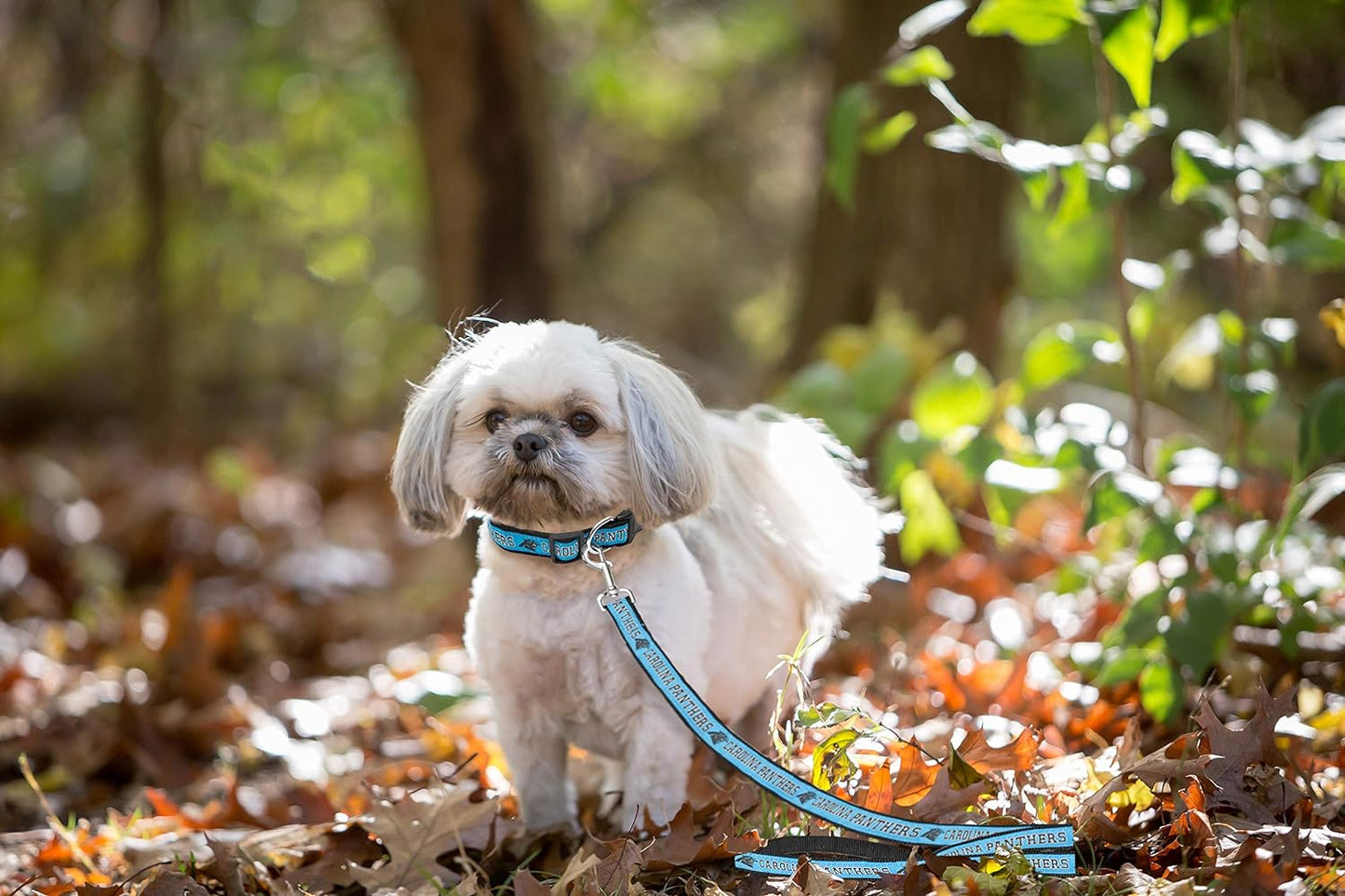 Carolina Panthers Leash
