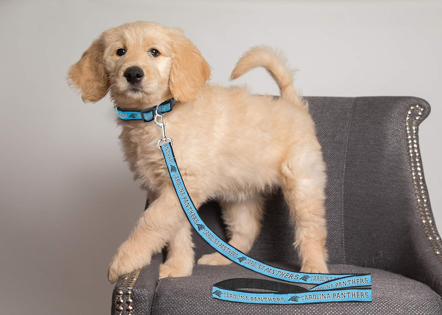Carolina Panthers Leash