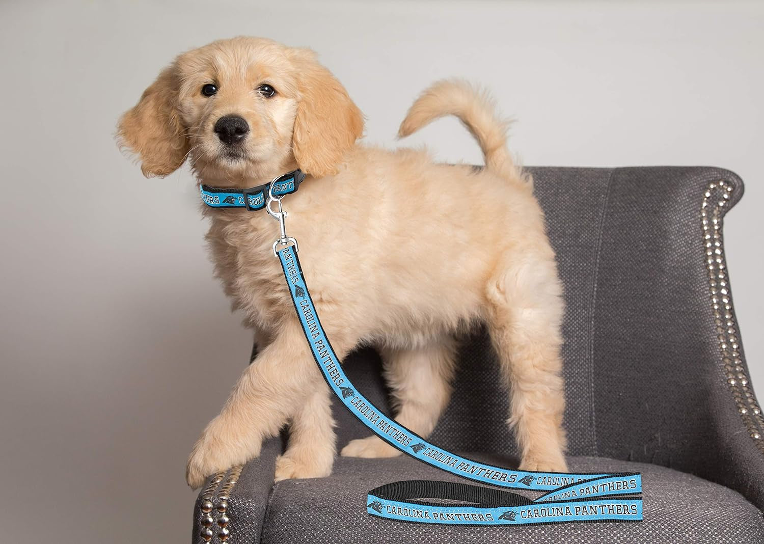 Carolina Panthers Leash